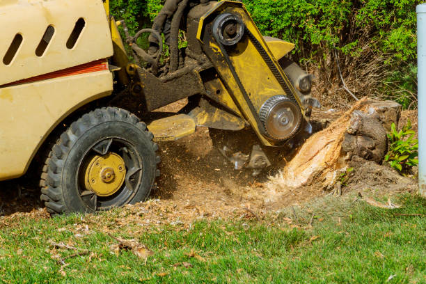 Best Best Tree Removal Services  in USA